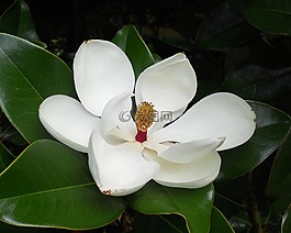 玉蘭花,花的,花