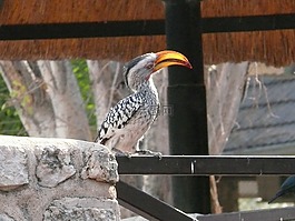 犀鳥,鳥,動物