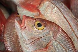 葡萄牙,里斯本,魚
