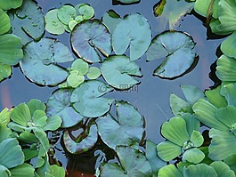 睡莲,鲜花,池塘