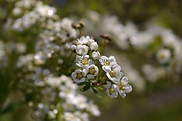 鮮花,春天,白