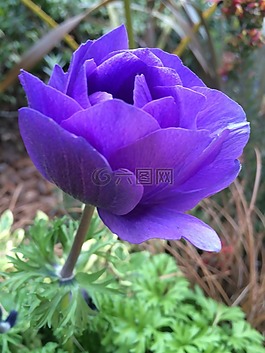 紫色的花,鮮花,花園