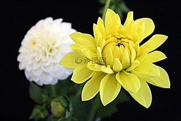 嬌琴紗,黃色,花