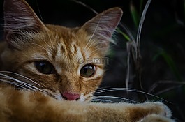 可愛,動物,貓
