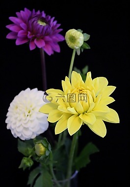 嬌琴紗,靜物,黃色