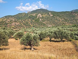 視圖,橄欖樹,山