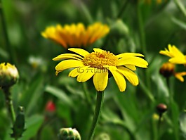 黃色,鮮花,性質(zhì)