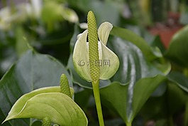 花红掌皇家,白色绿色,装饰