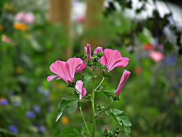 鮮花,夏天,性質(zhì)