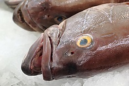 葡萄牙,里斯本,魚