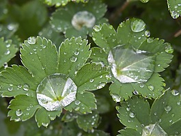 雨,露珠,一滴水