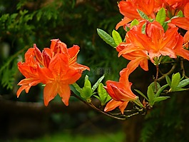 開花,花園,鮮花
