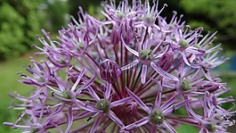 性質(zhì),植物,花