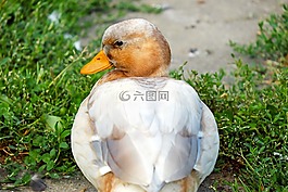 鴨,水禽,動物