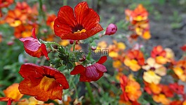 花,性質(zhì),植物