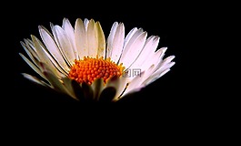 雛菊,鮮花,性質(zhì)