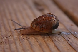 蝸牛,外殼,軟體動(dòng)物