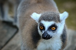 狐猴,動(dòng)物,動(dòng)物園