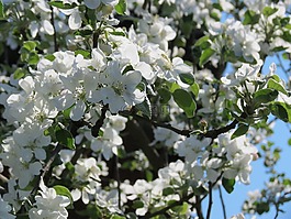 蘋果樹,花卉,白