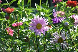 鮮花,花,紫色