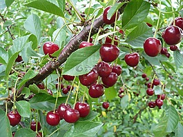 櫻桃,紅色,綠