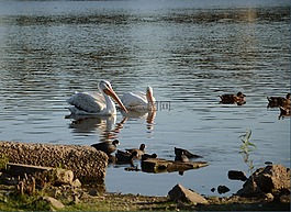 鵜鶘,鳥,湖