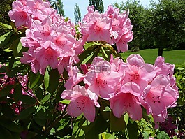 杜鹃,粉红色,花