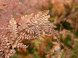 蕨類(lèi),枯萎,秋天