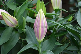 鮮花,莉莉,按鈕