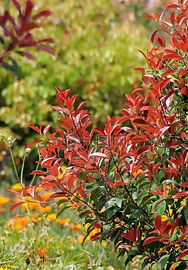 植物,葉子,花園