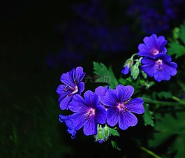 花,開花,藍(lán)色