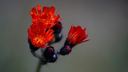 花,紅色,木材