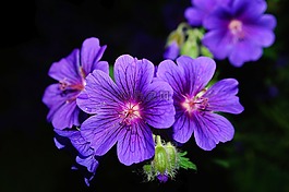 花,开花,蓝色