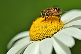 昆蟲(chóng),hoverfly,schwebbiene