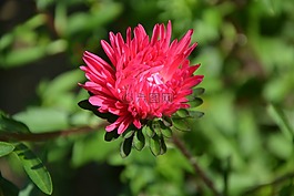 花,紅色,花園