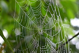 蜘蛛,web,性質(zhì)
