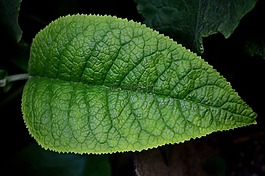 葉,植物,性質(zhì)