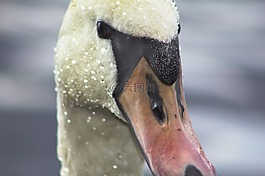 天鵝,鳥(niǎo),關(guān)閉了