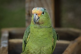 金剛鸚鵡,ave,鳥
