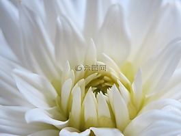 嬌琴紗,開花,白