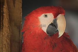 金剛鸚鵡,ave,鳥