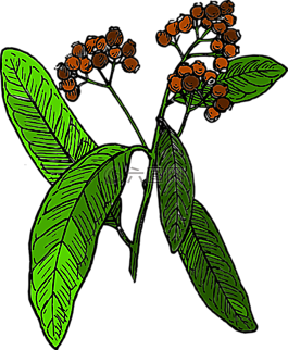 植物,香料,樹