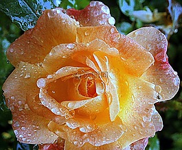 玫瑰,開花,鮮花