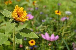 太陽花,花,鮮花