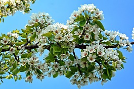 科,開花,春天