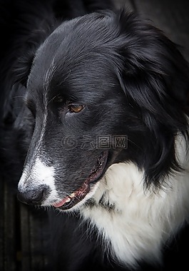 邊境牧羊犬,狗,黑