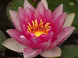 睡蓮,池塘,水生植物