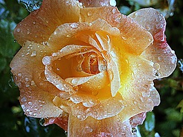 玫瑰,開花,鮮花