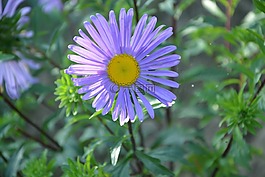花,花園,紫色瑪格麗特