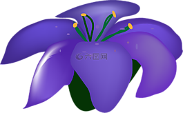 花,紫羅蘭色,盛開